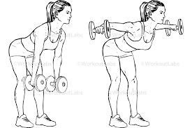 We did not find results for: Dumbbell Bent Over Lateral Rear Delt Raises Flyes Workoutlabs Exercise Guide