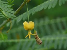 Image result for Sesbania rostrata