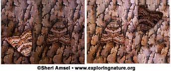 In this webquest you will be exploring evolution and the mechanisms that drive evolution. Grade 3 3 Ls4 Biological Evolution Unity And Diversity