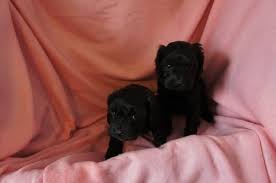 We did not find results for: Cockapoo Puppies For Sale In Lawton Iowa Classified Americanlisted Com
