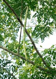 Image result for Moringa oleifera