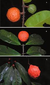 Image result for Salacia orientalis