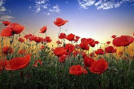 Lawrence F Doctor Obituary