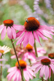 Image result for Echinacea purpurea `Magnus`