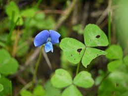 Image result for Parochetus