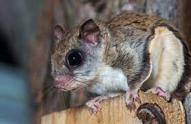 A Flying Squirrel Clings To The Side Of A Tree Near A Corn Feeder Flying Squirrel Flying Squirrel Pet Squirrel