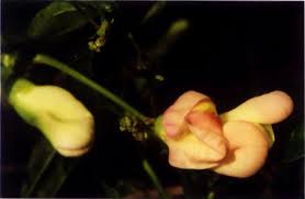 Image result for Sphenostylis marginata