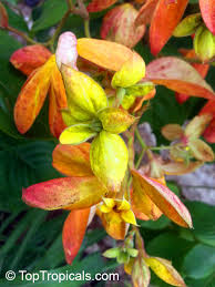 Image result for Mussaenda