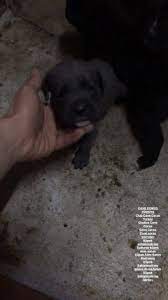 balikesir evcil hayvan sahiplendirme cane corso home facebook