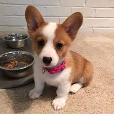 I am currently improving my lines that i produce puppies from, as well as they are raised. 11 Best Corgi Puppies For Adoption Ideas Corgi Puppies For Adoption Corgi Puppies