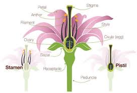 Flower Anatomy The Parts Of A Flower Proflowers Blog Parts Of A Flower Flower Anatomy Flower Structure