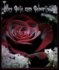 Schone Rote Rose Alles Gute Zum Geburtstag Blumenfotos Schone Blumen Blumen Pflanzen