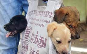 How much does the bordoodle puppy alone cost? Five Shots And Rabies Free The Hindu Businessline