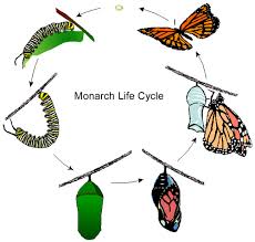 You can use our amazing online tool to color and edit the following butterfly life cycle coloring pages. Monarch Life Cycle Ask A Biologist