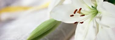 Obituary information for Hoyt W. Randolph Jr.