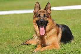Pin von ute b auf hunde schaferhunde hunde schaferhund welpen. Deutscher Schaferhund Schnuffelfreunde