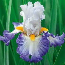 Iris Germanica Brilliant Idea Iris Flowers Bearded Iris Flowers