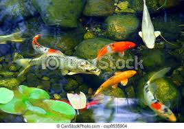 Download and use 2,000+ koi pond stock photos for free. Koi Pond Koi Fish In A Natural Stone Pond Canstock