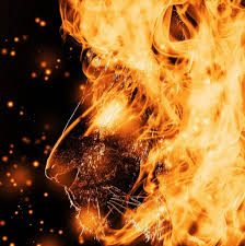 Epingle Par Jean Claude Sur Lion En 2020 Paysage De Feu Les Creatures Et Chat