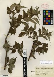 Image result for Scepocarpus hypselodendron