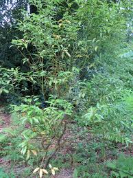 Image result for Cinnamomum