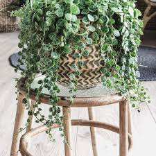 Image result for Tragia prostrata