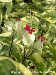 Image result for Clerodendrum ternatum