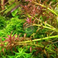 Image result for Rotala mexicana