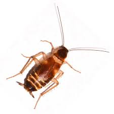 Pestcontrolnearyou.com provides updated information on pest control in las vegas, nv. Cockroach Identification Behavior Western Exterminator Of Las Vegas