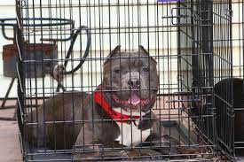 How long can a puppy be left alone during the day depends on their age. How Long Can I Crate My Dog Rehome By Adopt A Pet Com