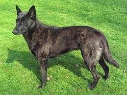 De hollandse herder is een leuke, intelligente en actieve hond met een groot uithoudingsvermogen. Hollandse Herdershond Wikipedia