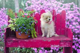 Pomeranian price in india is a bit cheaper compared to other breed available in india. How Much A Pomeranian Puppy Costs In India Dogexpress