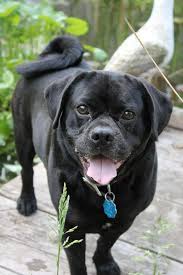 Black And Tan Puggle Peppa Puggle The Fruitless Frogger Mom Foodie Blommi Puggle Dogs Black Puggle Puggle