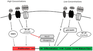 We are the world's leading provider of diagnostic testing, information, and services. Frontiers Divergent Roles Of Inflammation In Skeletal Muscle Recovery From Injury Physiology