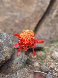 Image result for Litanthus pusillus