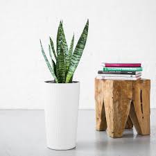 Your resource to discover and connect with designers worldwide. ð•¤ð•–ð•–ð•šð•Ÿð•˜ ð•˜ð•£ð•–ð•–ð•Ÿ On Twitter Snake Plants Can Thrive In Medium Direct Light 10 Away From A W S Sw Window Can Tolerate Rare Waterings 2 6 Weeks Grows Well In