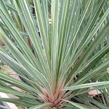 Cordyline Australis Pink Champagne Pink Plant Backyard Plants Plants