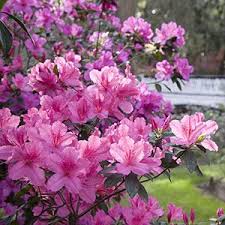 Azalea Pruning Tips Plants Azalea Bush Azaleas