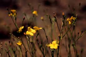 Image result for Menodora