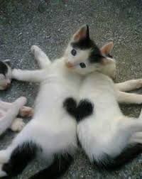 Biri Kedi Korkusu Mu Dedi