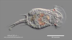 Image result for Eragrostis rotifer