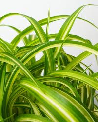 Image result for Chlorophytum burundiense