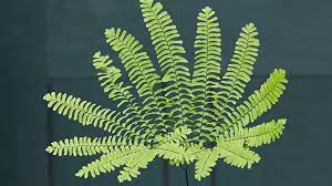 Maybe you would like to learn more about one of these? Different Types Of Ferns Garden Gate