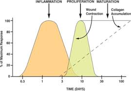 Phases Of Wound Healing Wound Care Education From Clinimed