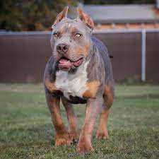 Tri color xl pitbull puppies for sale. Beautiful Lilac Tri Color American Bully Female Walking In The Grass Bully Dog Tri Color Pitbull American Bully