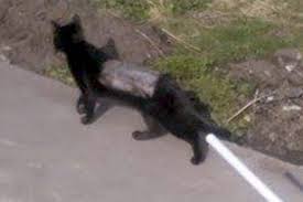 Hair removal cream is probably the easiest and most pain free of all hair removal procedures. Pet Cat Suffers Horrific Burns After Hair Removal Cream Attack Daily Star