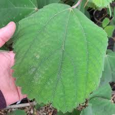 Image result for Boehmeria macrophylla