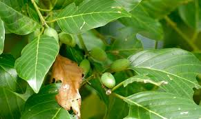 Image result for Berchemia discolor