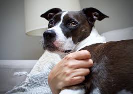 Border Collie Bull Staffy Border Collie X Staffordshire Bull Terrier Border Collie Pitbull Terrier American Pitbull Terrier
