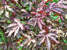 Maybe you would like to learn more about one of these? Growing And Taking Care Of The Hibiscus Acetosella